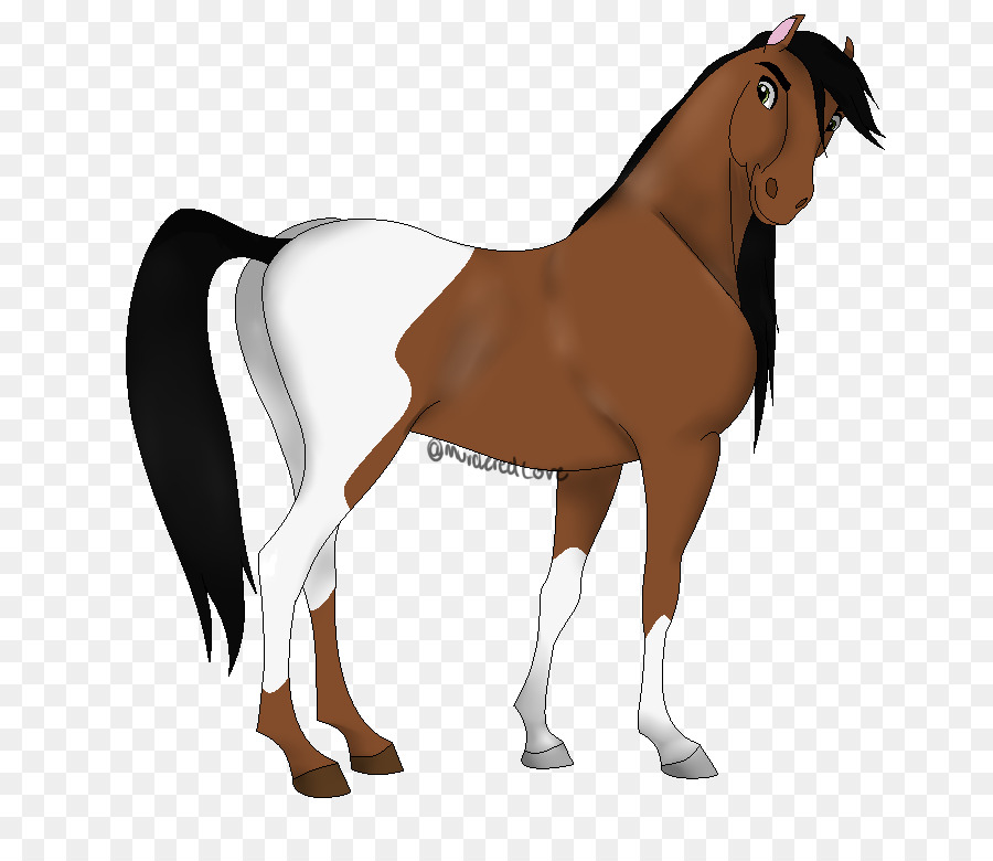 Mustang Stallone Puledro Puledro Di Pony - Cometa