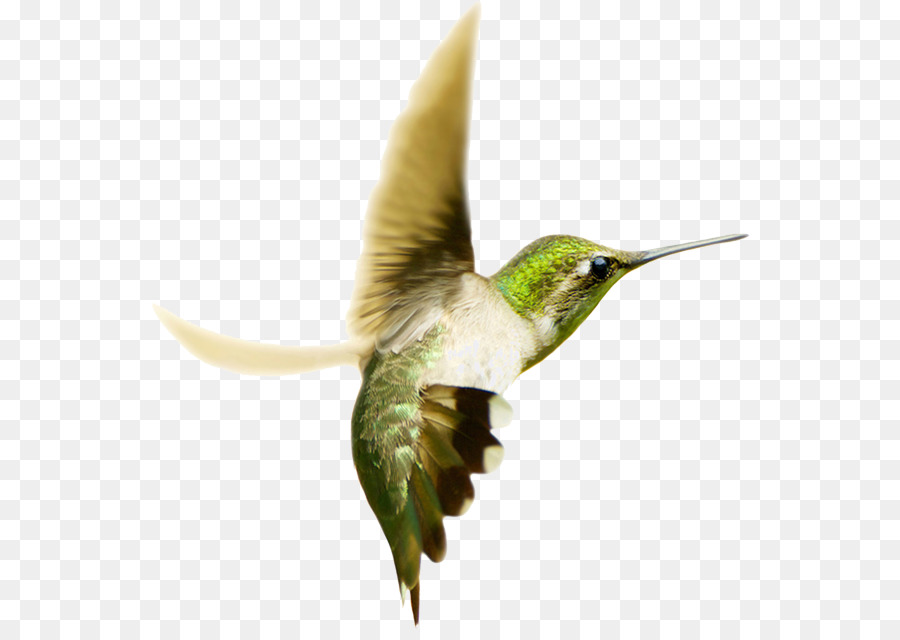 A coda di rondine colibrì Rubino-throated hummingbird Fotografia - Colibrì