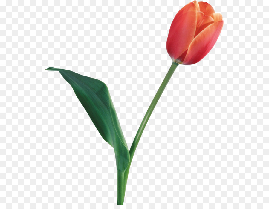 Fiore Tulipano Clip art - bello