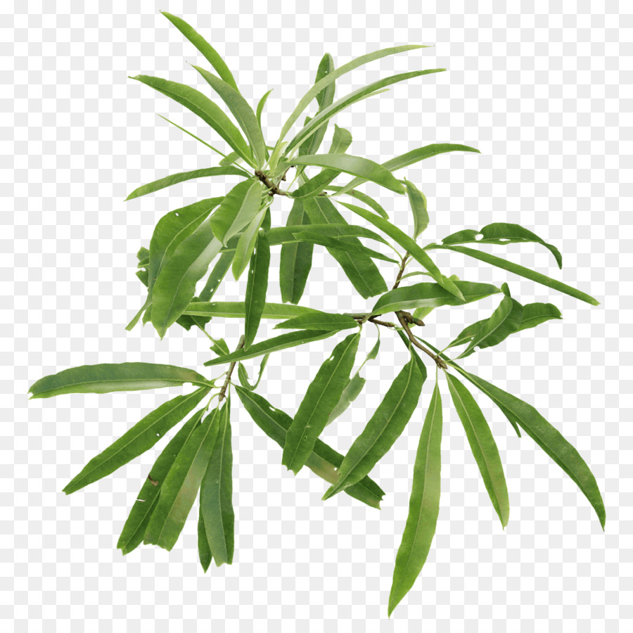 English oak English Walnuss Baum Blatt Pflanze - Zweige