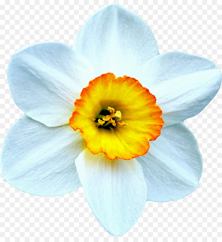Il Bellissimo Narciso Narciso Fiore Bulbo - 