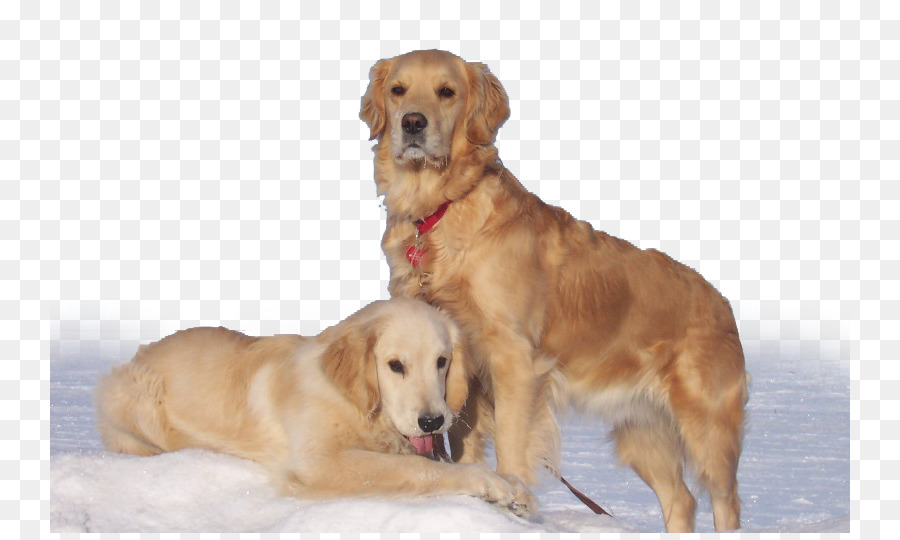 Chó Săn Vàng Labrador Braque Francais Rottweiler Beagle - Chó Săn Vàng