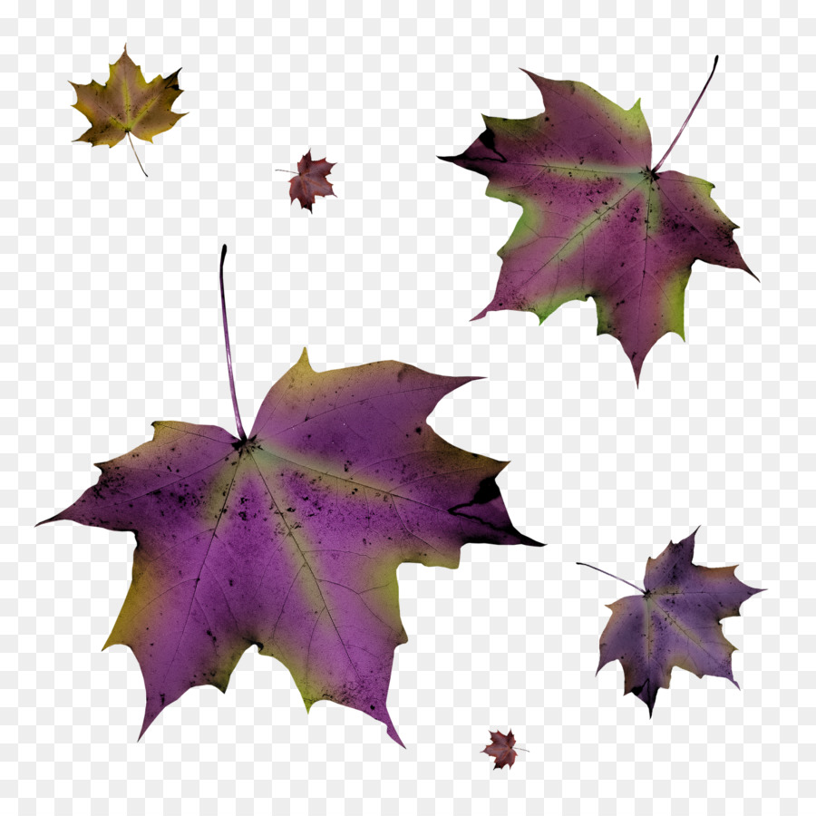 Foglia D'Autunno Viola - foglie di autunno