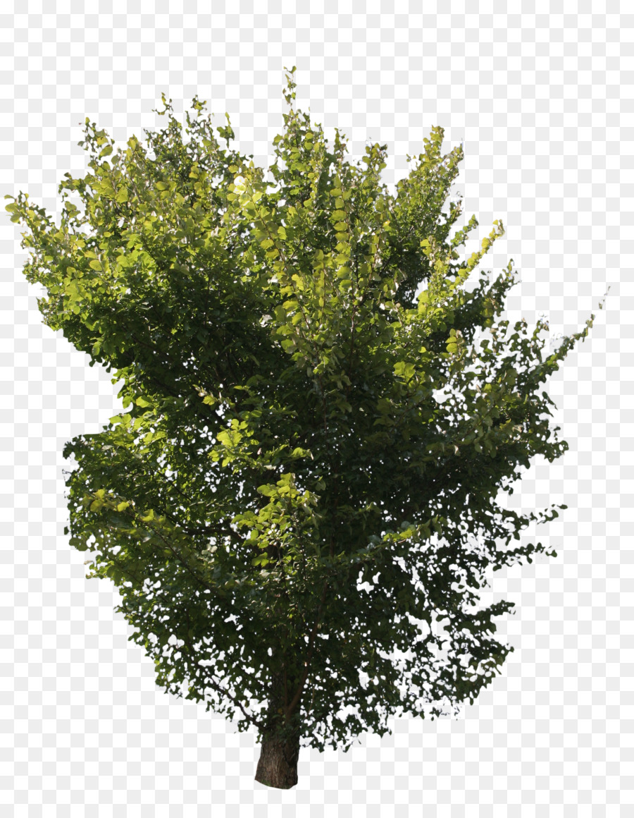 Askur quercia inglese Eucalyptus globulus Albero Tigli - albero verde