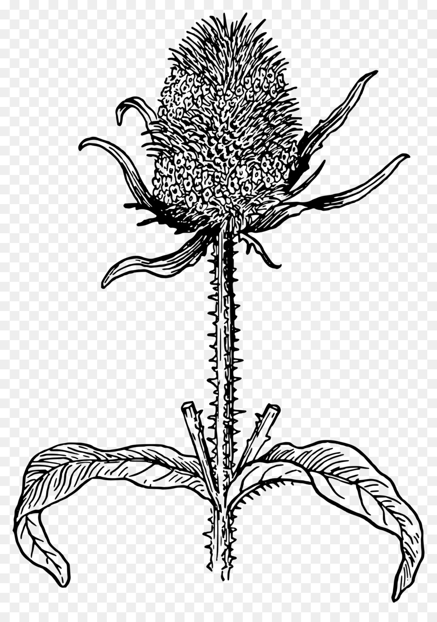 Biene-Pflanze-Distel Dipsacus fullonum Botanik - Hortensia