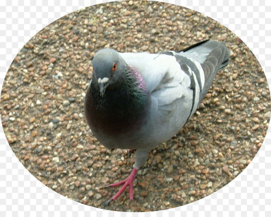 Họ trĩ Bird trong Nước pigeon Tang chim bồ câu Cắt sữa - chim bồ câu,