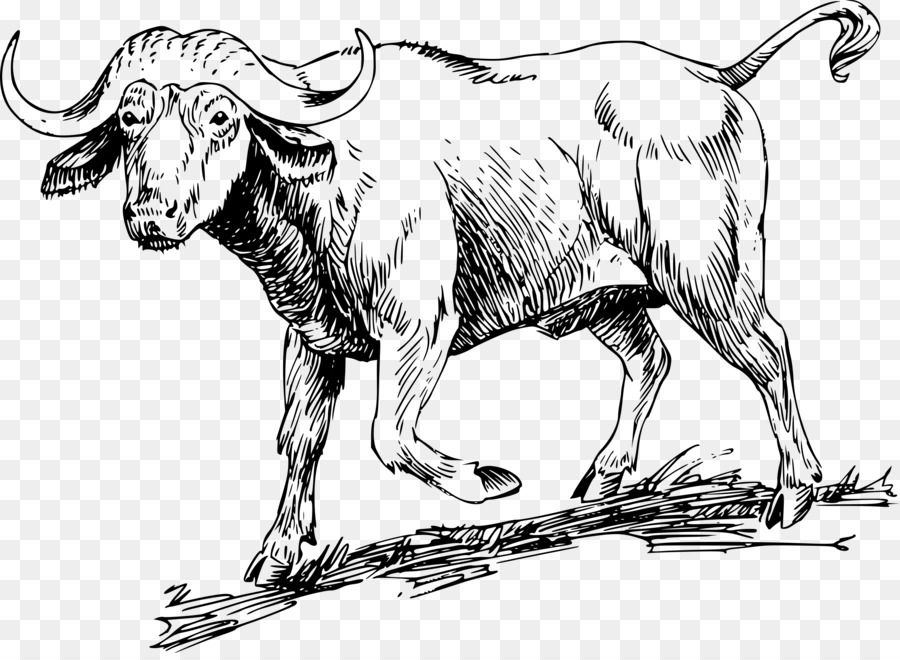 Büffel-amerikanischer bison, afrikanischer Büffel Zeichnung Clip art - Bison