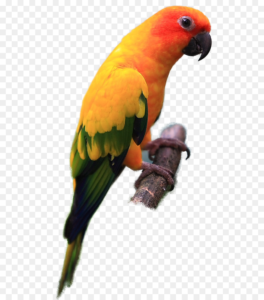 Papagei Wellensittich Jandaya parakeet Sun conure - Papageien