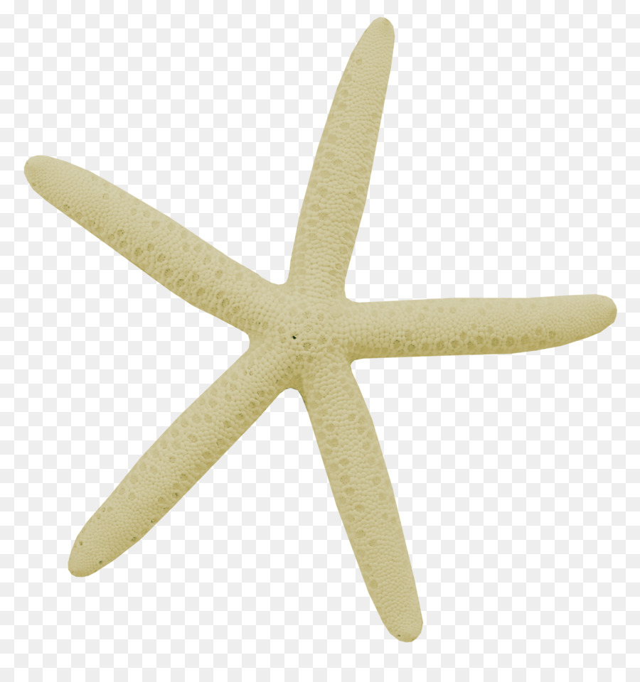 Con sao biển vỏ Sò Bãi biển Clip nghệ thuật - thư giãn