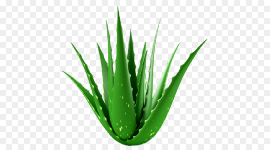 Aloe vera pianta Succulenta pianta da appartamento piante Medicinali - aloe