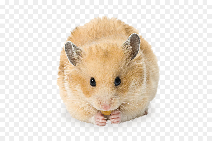 Golden hamster, Gerbil Nager Frettchen - Hamster