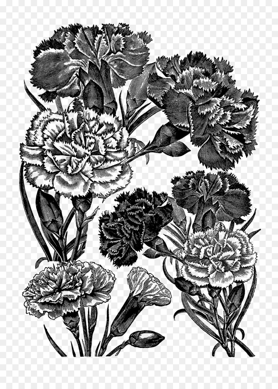 Blume, Zeichnung, Floral design Nelke - Nelke