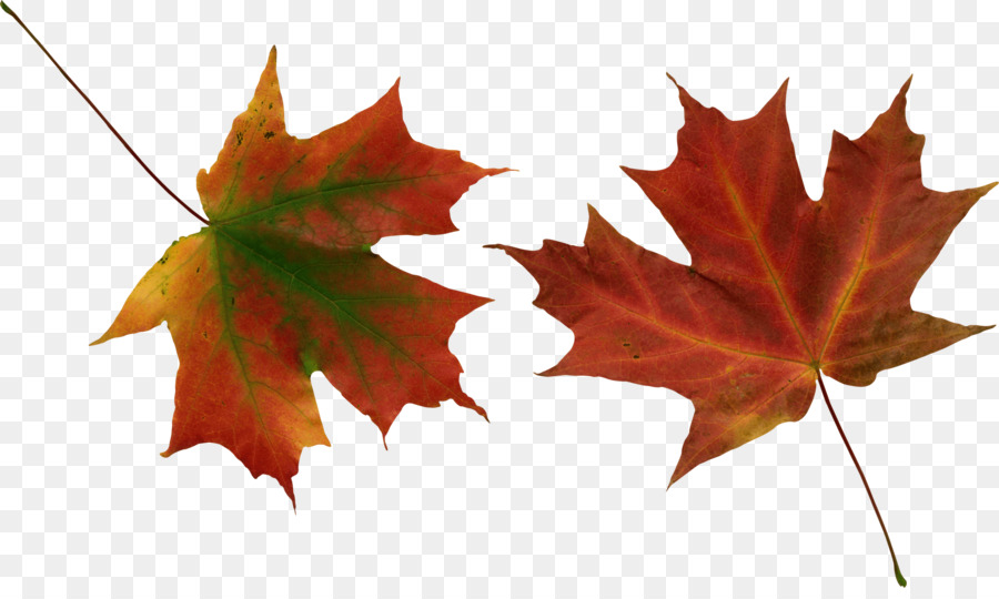 Foglia d'autunno colore Clip art - autunno