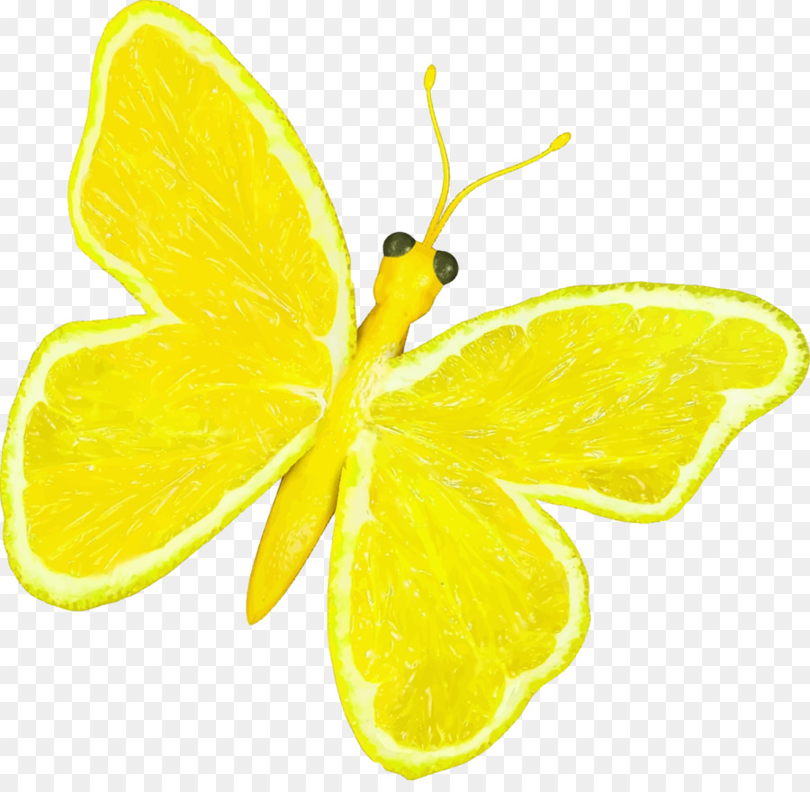 Farfalla monarca Arancione Papilio demoleus Clip art - limone