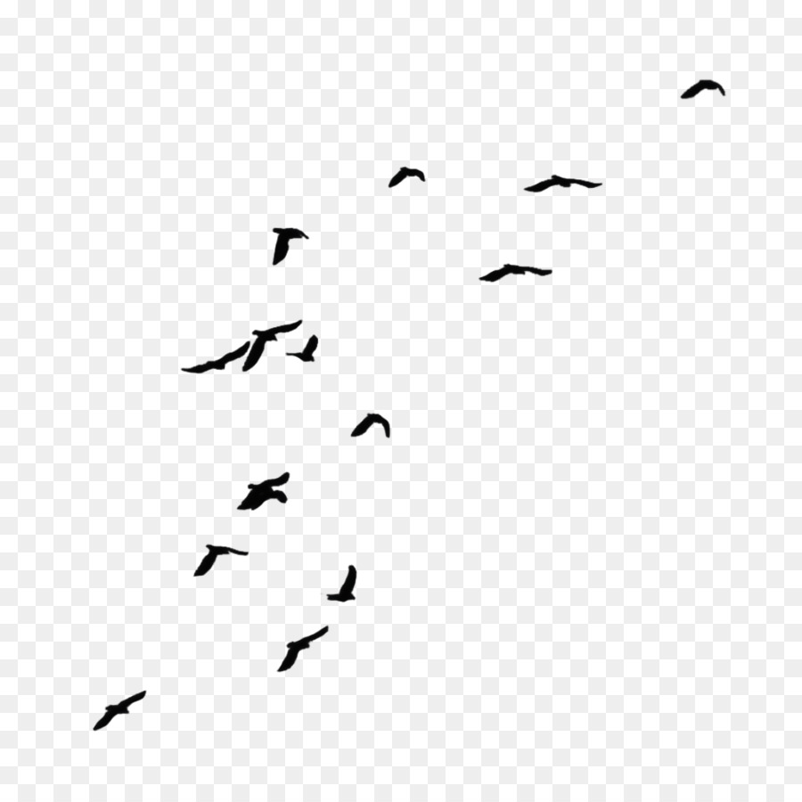 Uccello Gregge Clip art - uccello acquerello