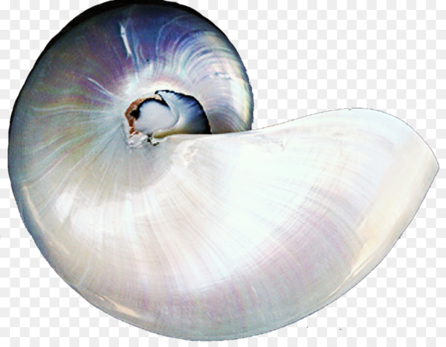 Seashell Gasteropodi Invertebrati Perla di Gasteropodi shell - perla shell