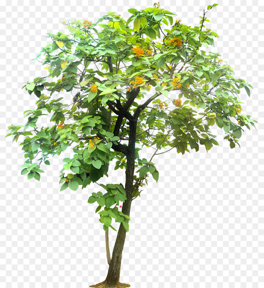 Baum Tropen Cordia sebestena - Tropische pflanze