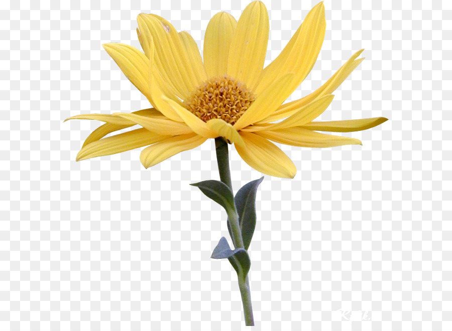 Hoa Bọ Đoạn phim Hoạt hình nghệ thuật - hoa màu vàng