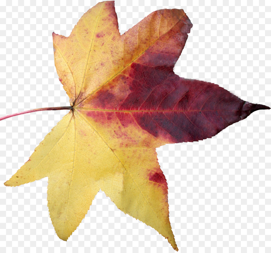Maple Leaf Clip Art - Blatt