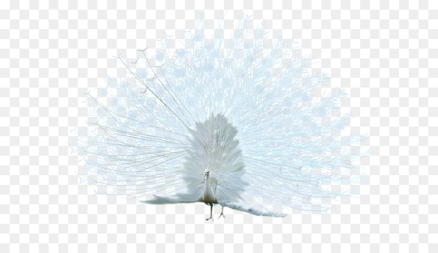 Vogel asiatischen Pfauen Weiß - Pfau