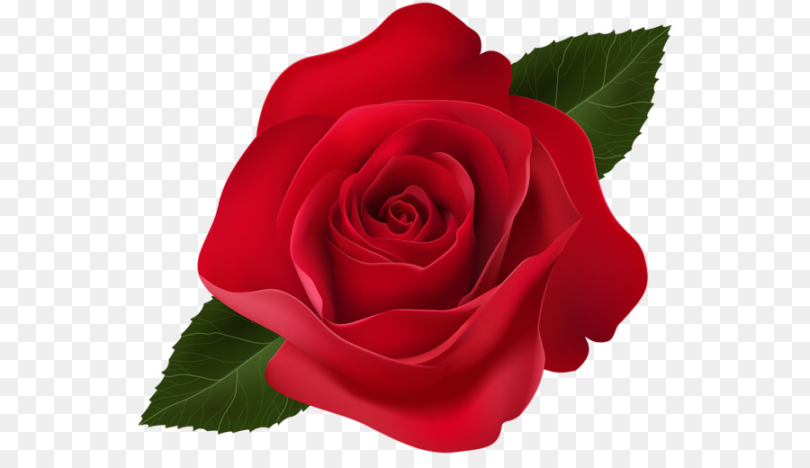 Garten Rosen, Centifolia Rosen Clip art - Dekorative rote rose