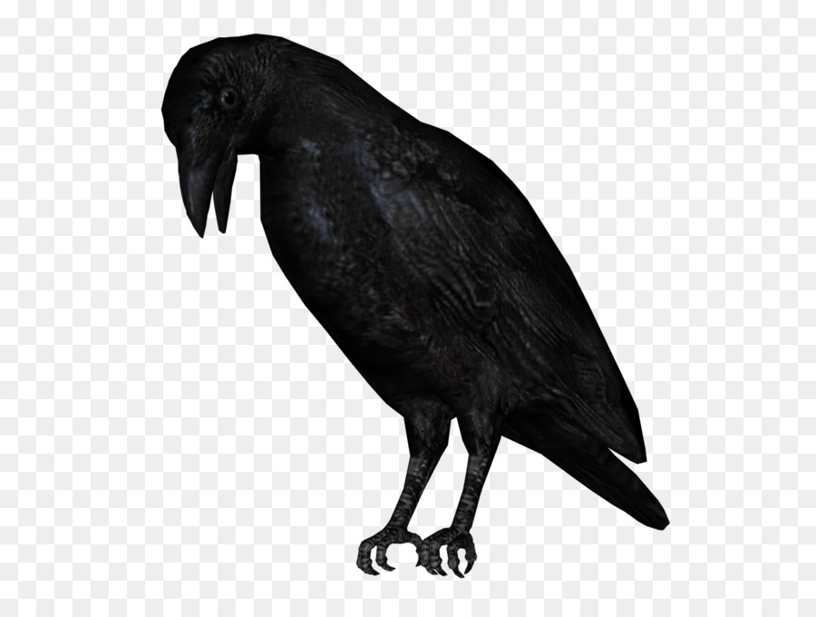 Bird American corvo Clip art - corvo