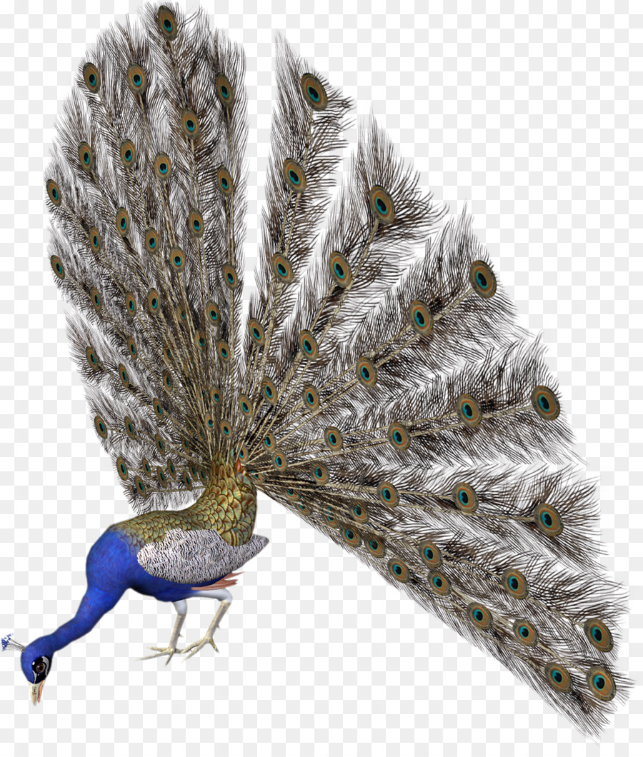 Pavone Uccello Avatar Clip art - pavone