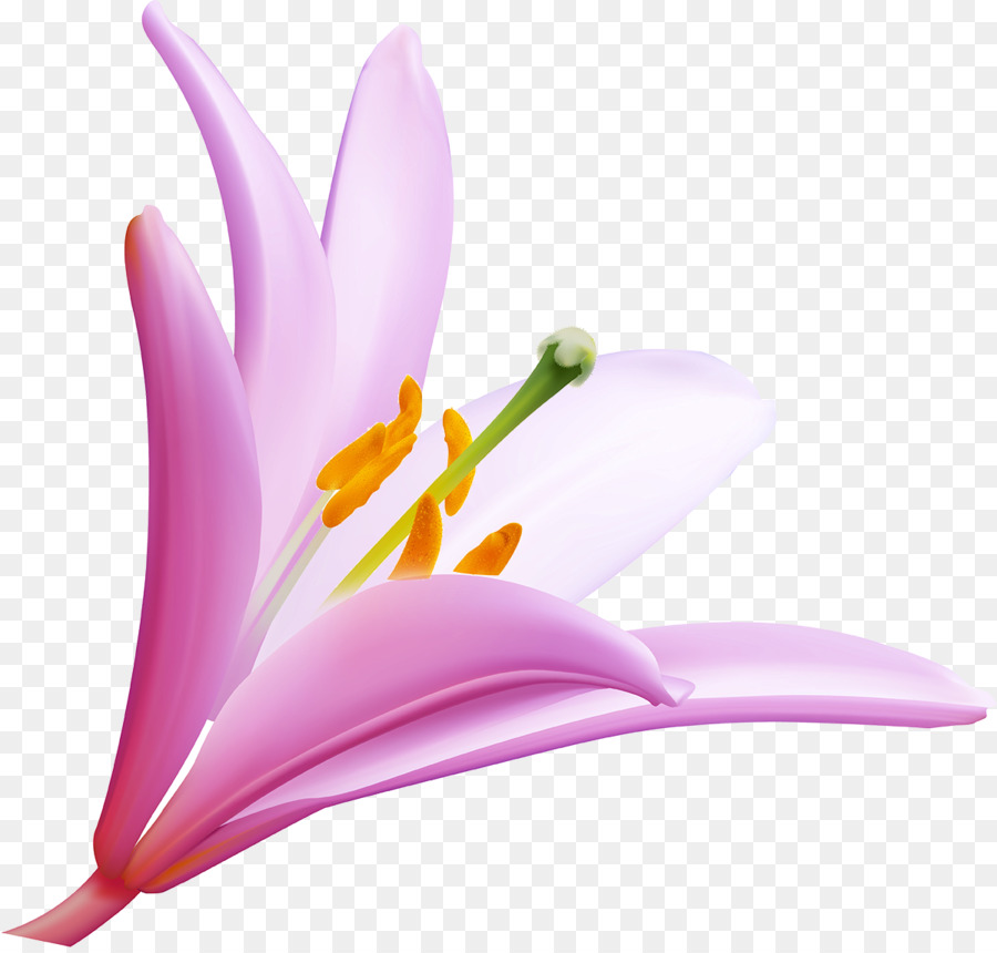 Fiore Sfondo del Desktop Clip art - viola