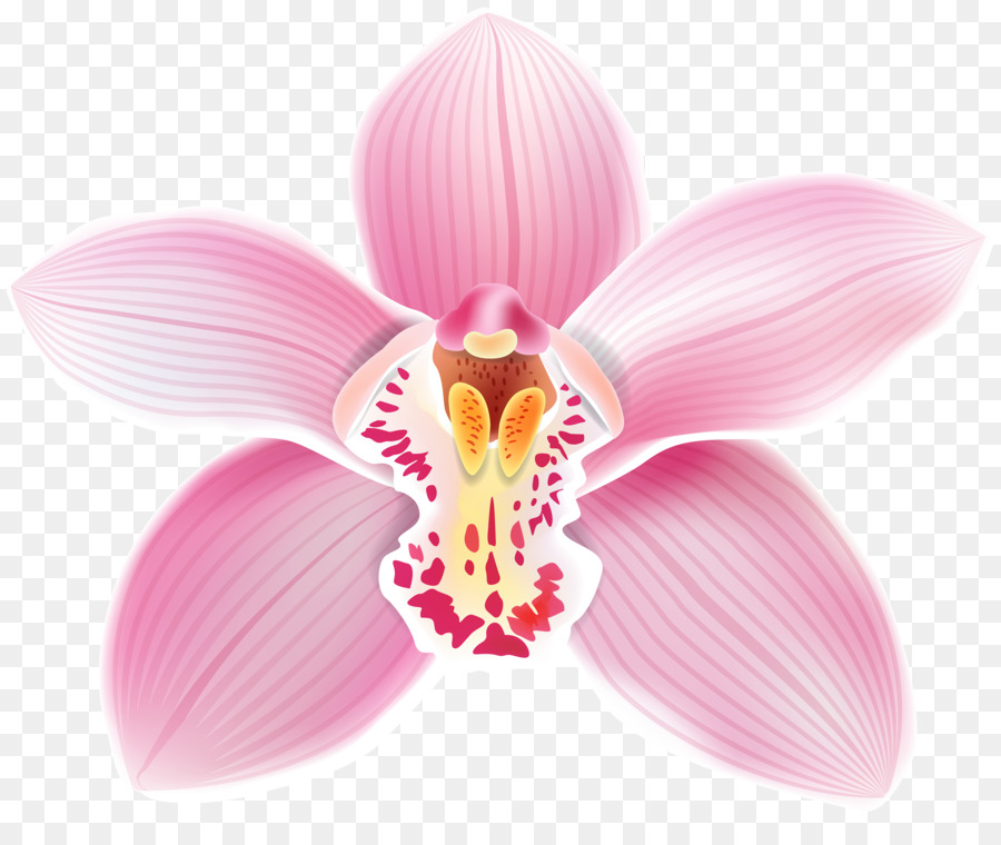 Orchidee Cattleya Clip art - Orchidee