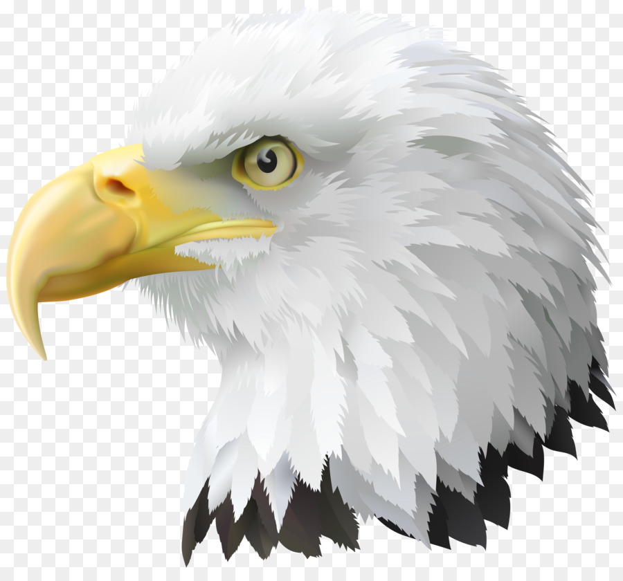 Weißkopfseeadler der Vereinigten Staaten Vogel clipart - Adler