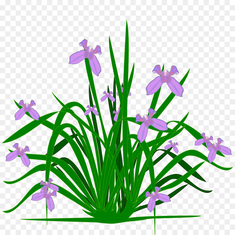 Fiore di Iris Iris croatica Clip art - piante