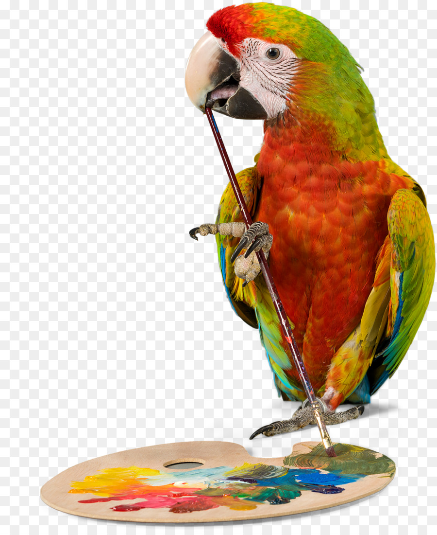 Vogel Papagei Wellensittich Nymphensittich Pet - Papagei