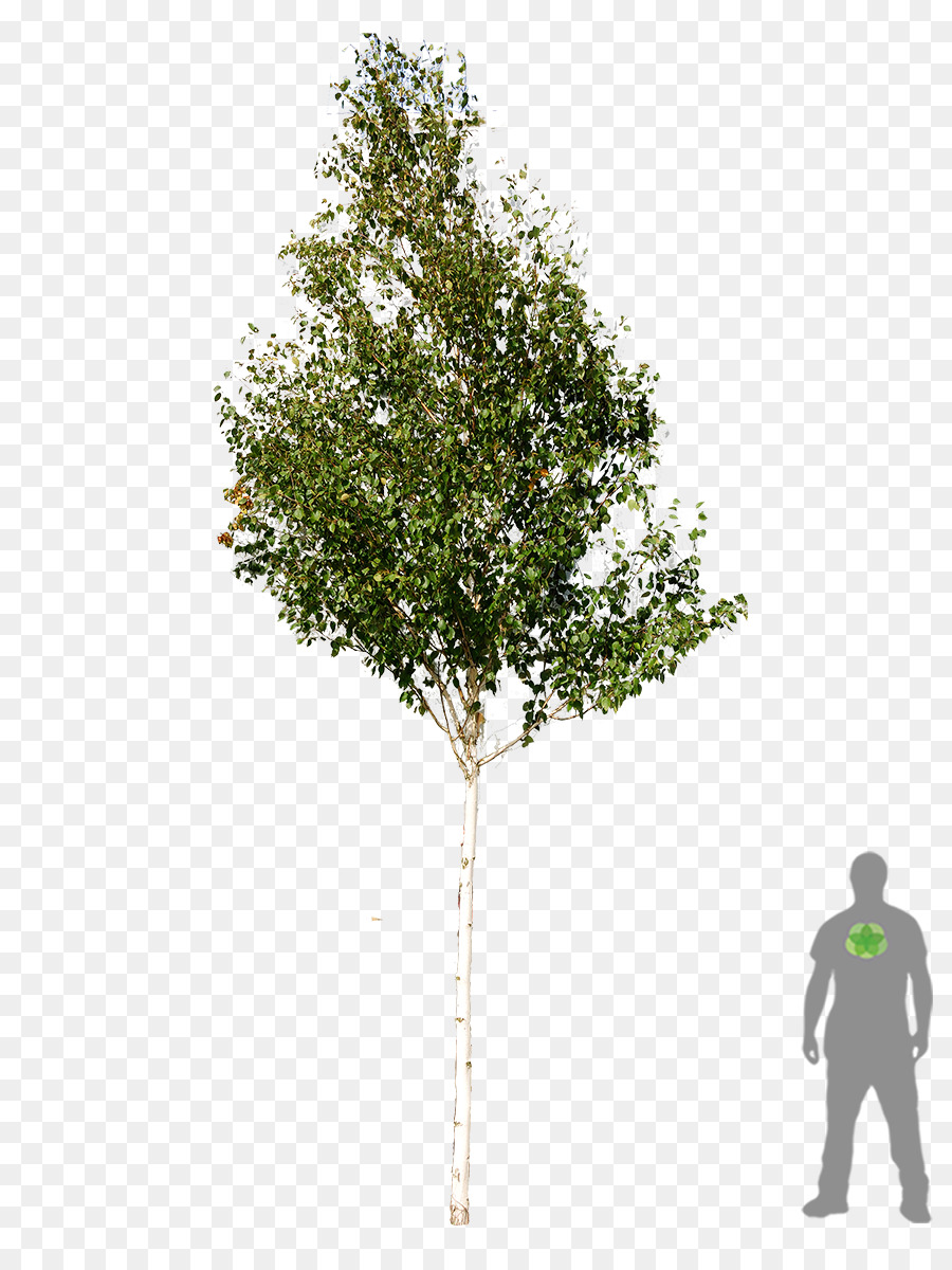 Baum Gehölz Betula utilis Silver birch - Baum planen