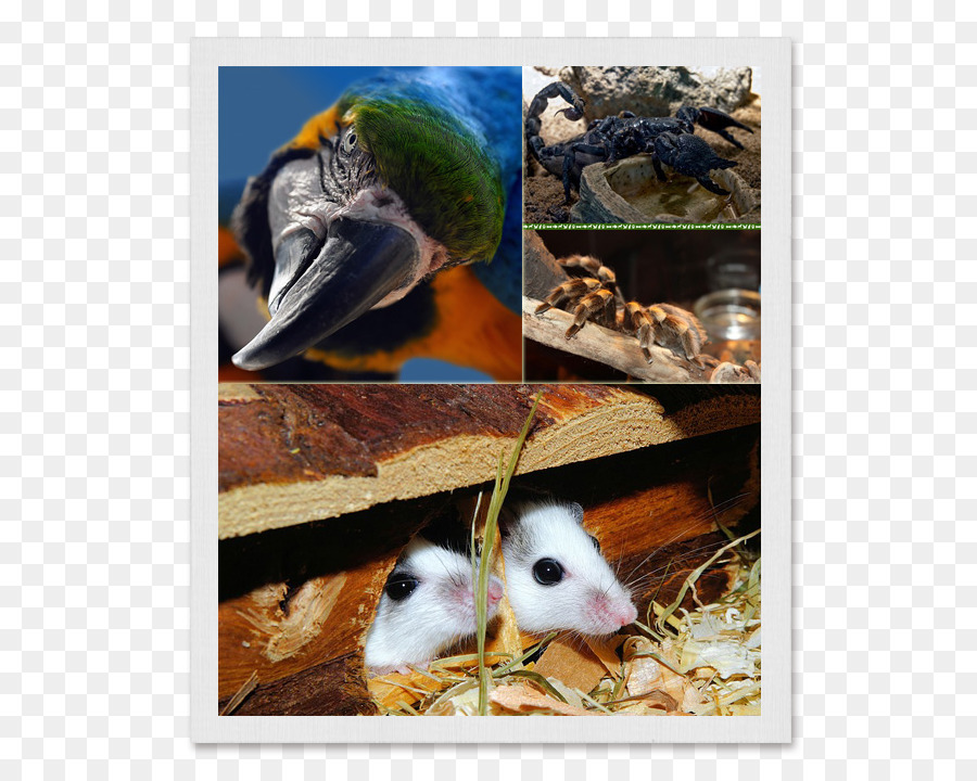 Maus, Nagetier, Hamster, Ratte, Vogel - Meerschweinchen