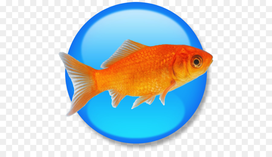 Goldfish Feeder-Fischen Produkt-Handbücher HTML-Computer-Software - Goldfisch