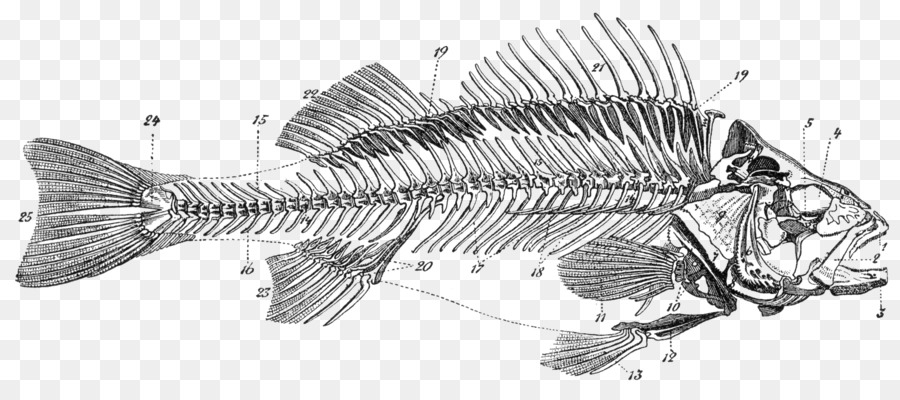 Pesci ossei Scheletro Osseo anatomia di Pesce - Pesci Morti