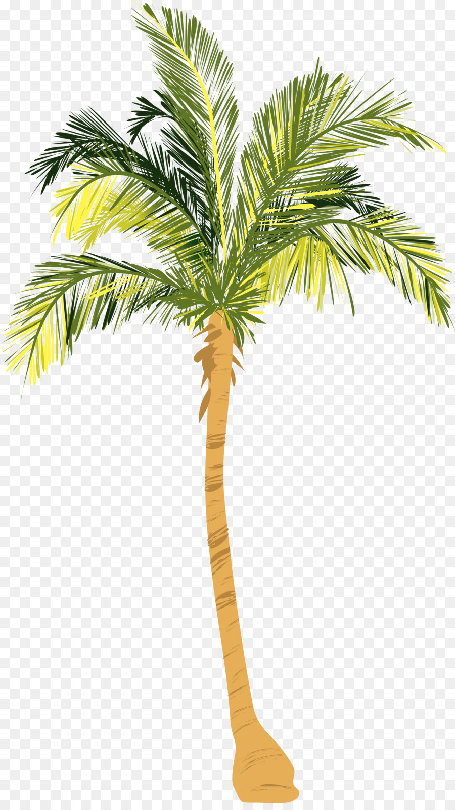 Baum-Nuss-Allergie Arecaceae Kokosnuss, Holzige pflanze - Palme