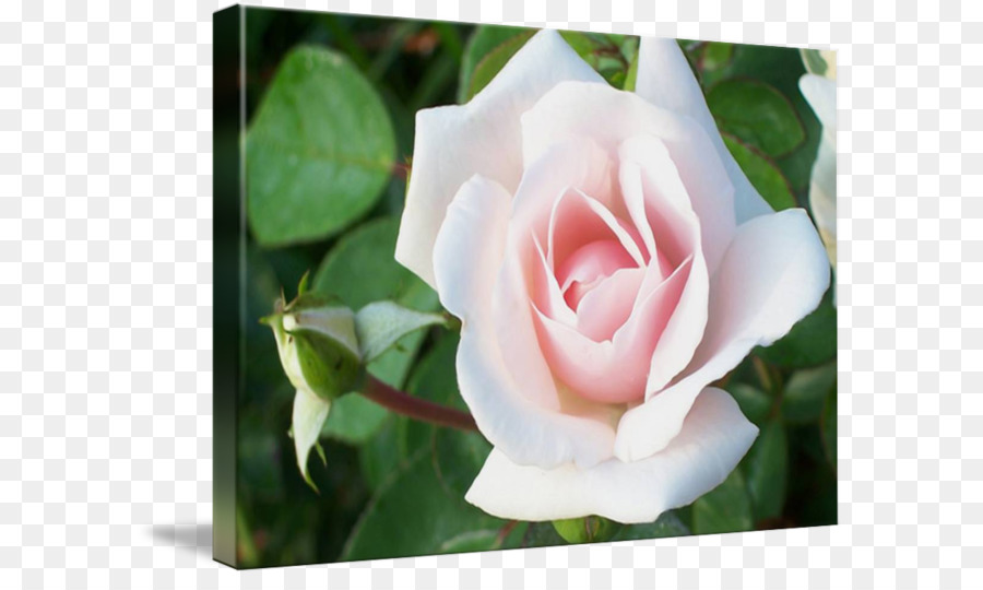 Centifolia hoa hồng Cây Quốc Floribunda Vườn hoa hồng - rose leslie