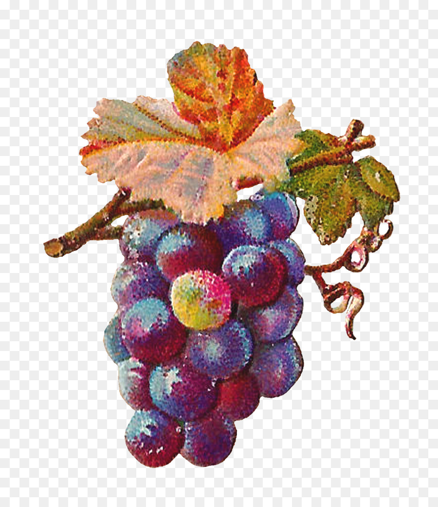Weinrebe Zante Johannisbeere Weinblätter Wein - Grapefruit
