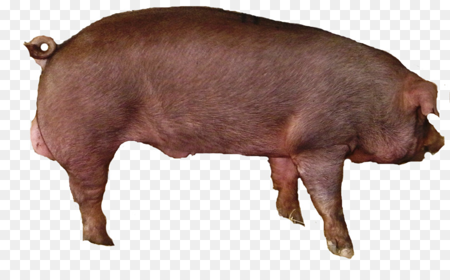 Große Weiße Schwein Vieh Pig ' s ear Schweine und Schweine Schweinefleisch - Schwein