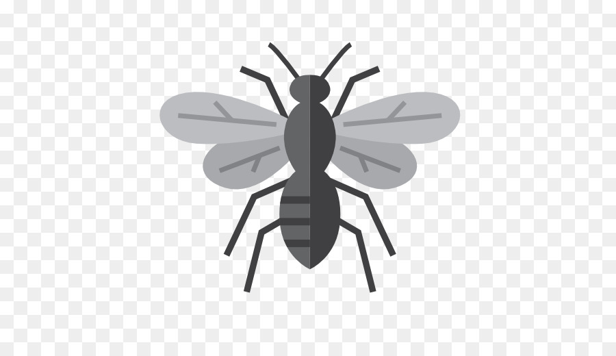 Insetto Zanzare Disinfestazione Ant - vespa