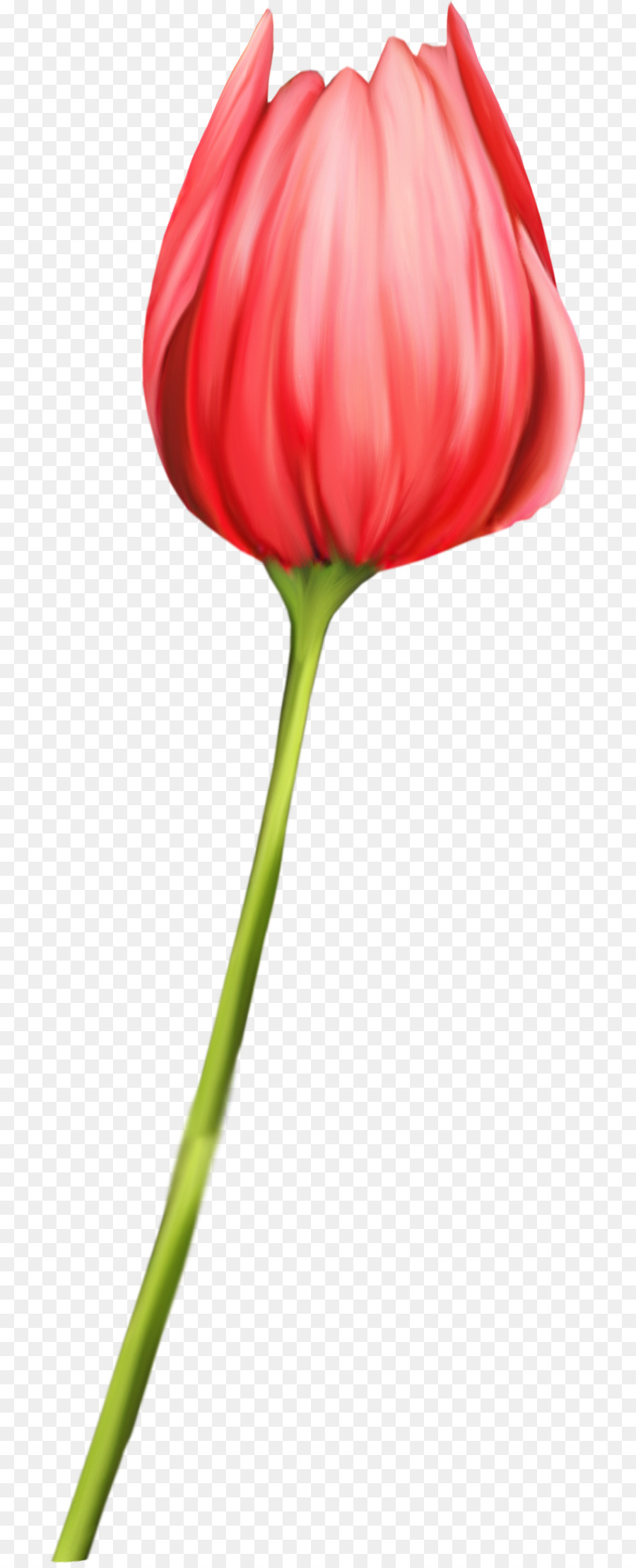 Fioritura, pianta, Tulipano fiori recisi staminali Vegetali - Tulipano