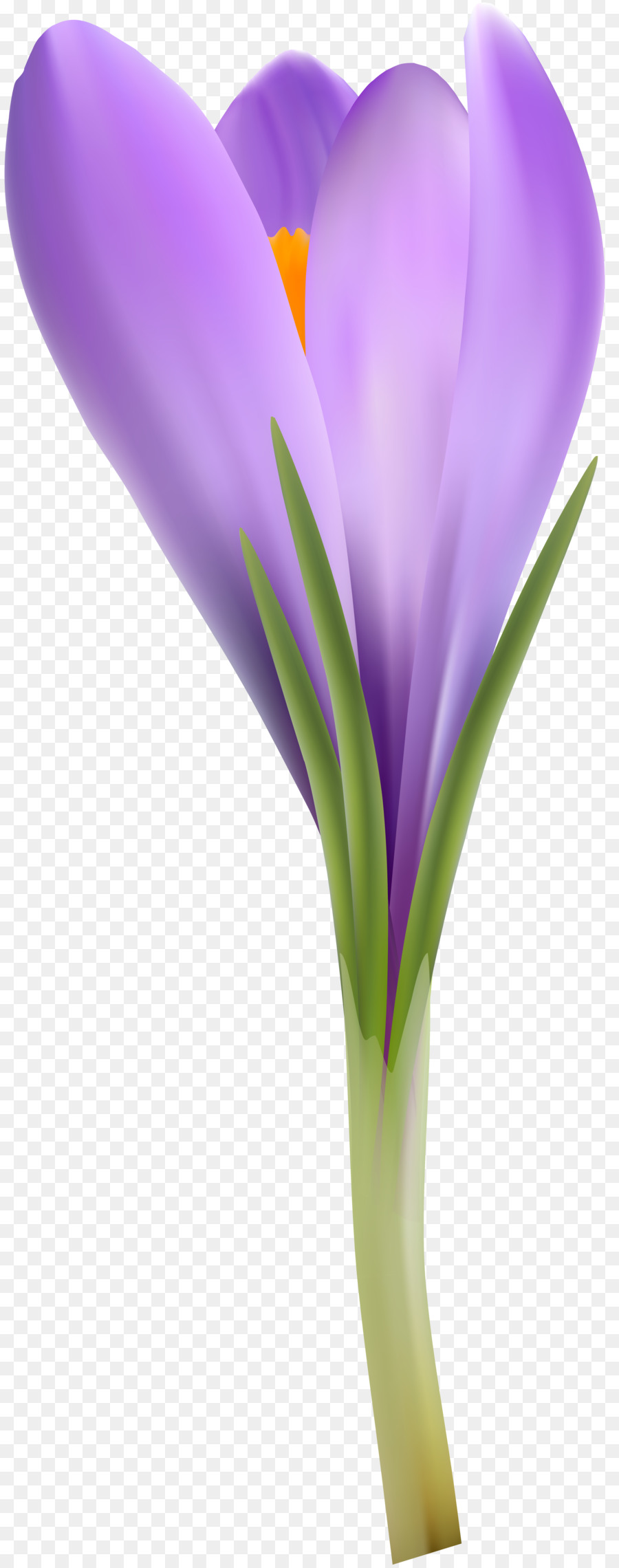 Blume Crocus Petal Clip art - Krokus
