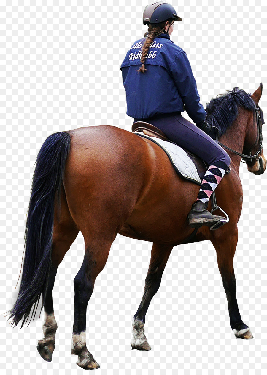 Cavallo Equestre - ciclista