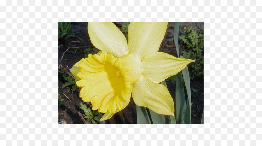 Narcissus Canna Blüte Taglilie - Narzissen