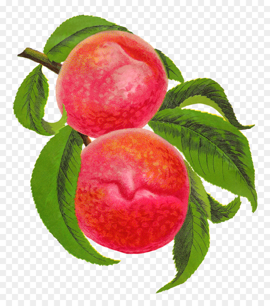 Pfirsich-Lebensmittel-Obst clipart - Pfirsich