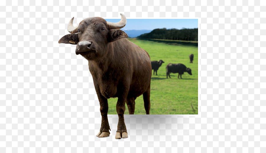 Rinder-Wasserbüffel Ochse, Bison, Tier - Büffel