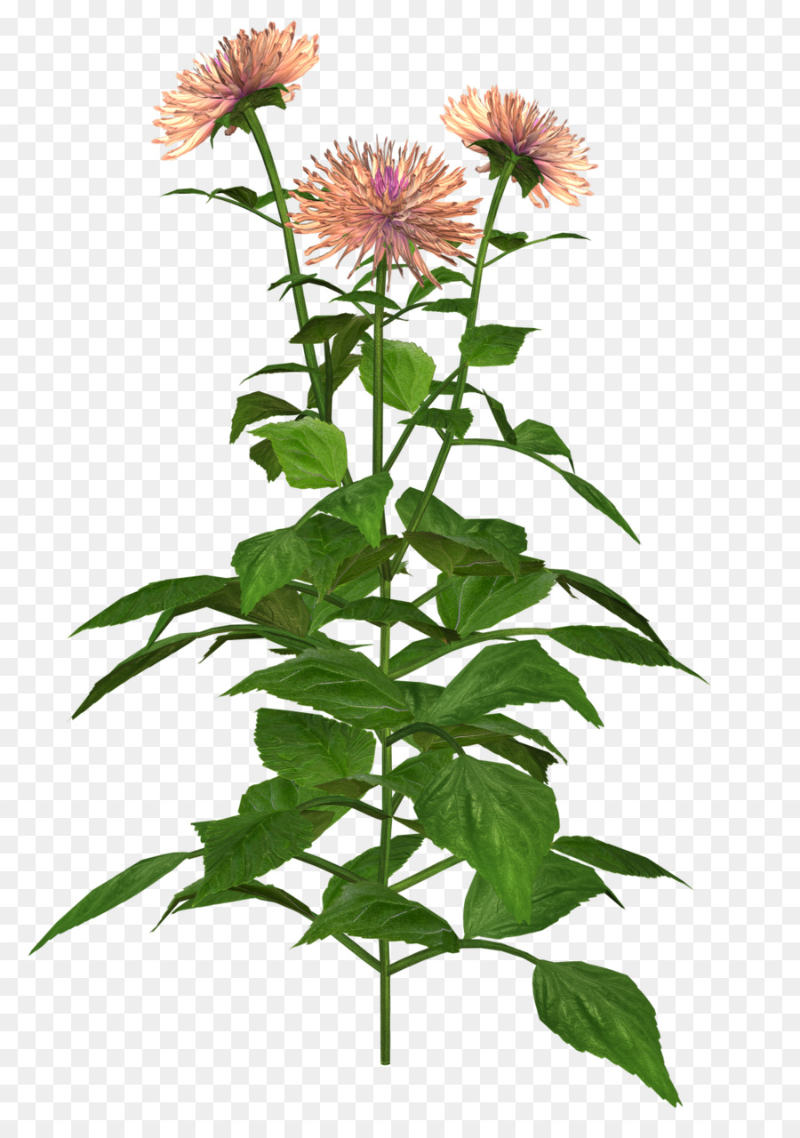 Dahlia Flower Clip Art - Abbildungen