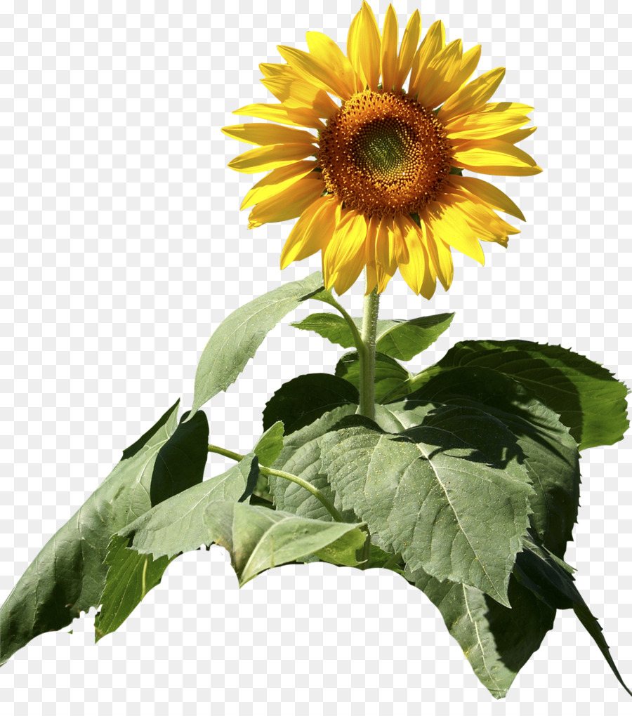 Common sunflower Sonnenblumen Samen korbblütler Pflanze - Sonnenblume