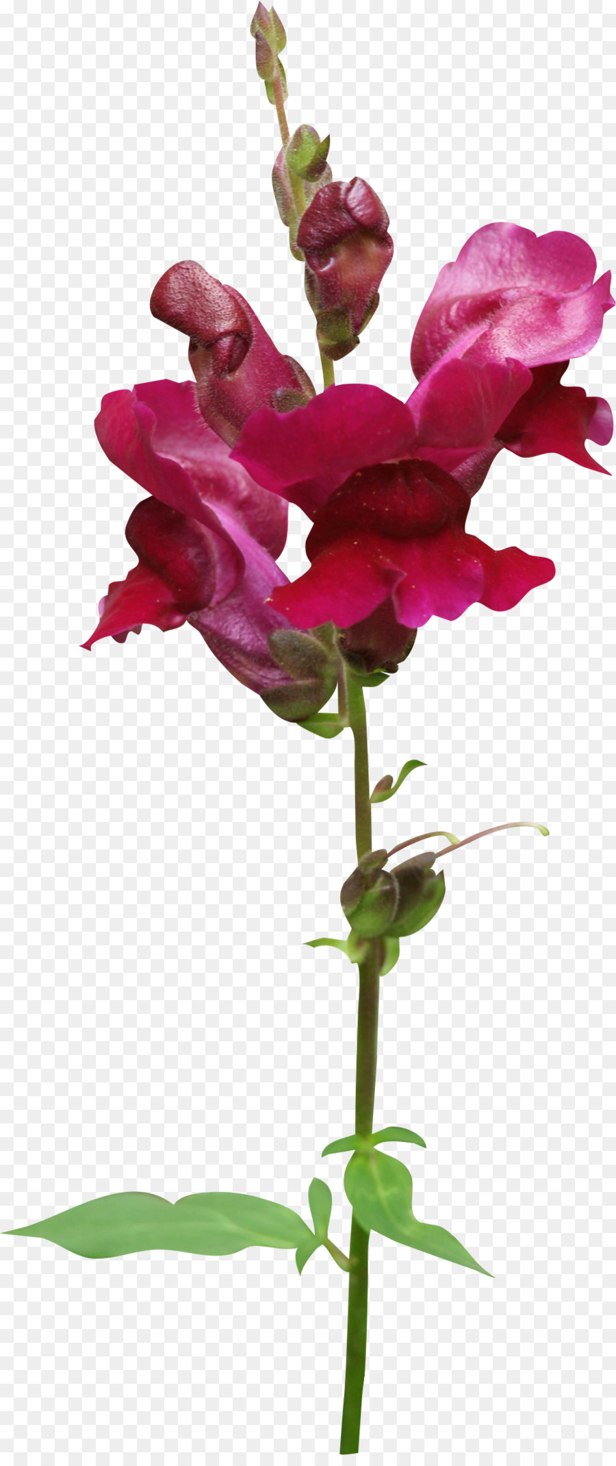 Cắt hoa Magenta Cây màu Tím - hoa dại
